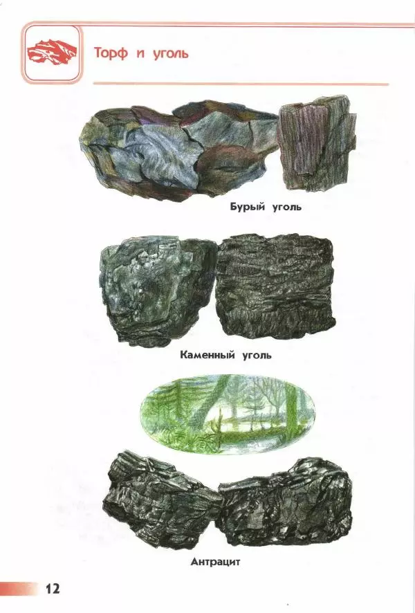 Андрей Плешаков - От земли до неба. Атлас-определитель - Страница № 14