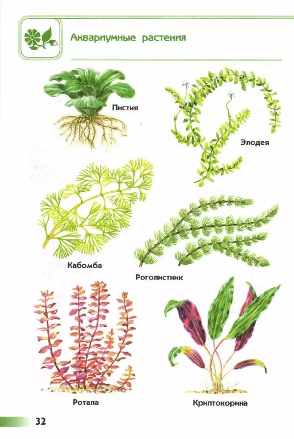 Андрей Плешаков - От земли до неба. Атлас-определитель - Страница № 34