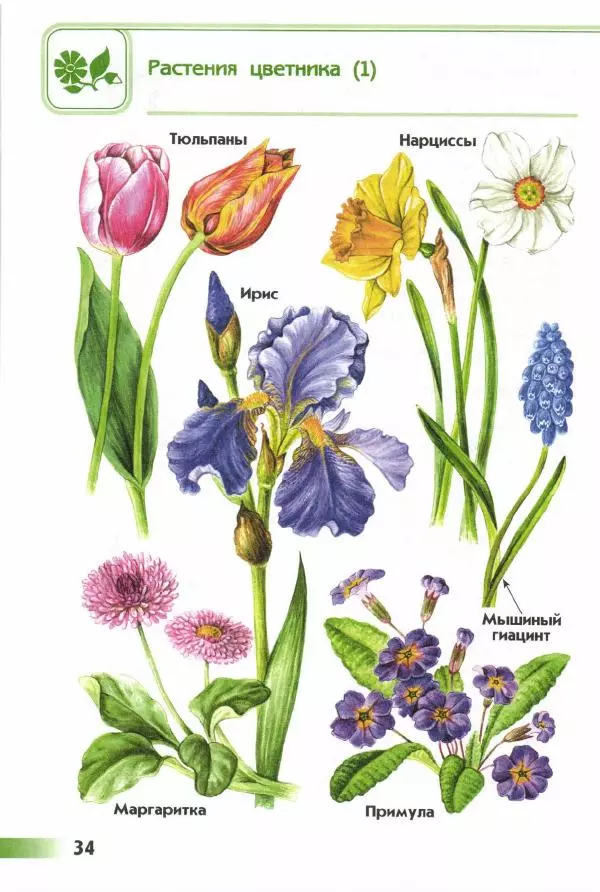 Андрей Плешаков - От земли до неба. Атлас-определитель - Страница № 36