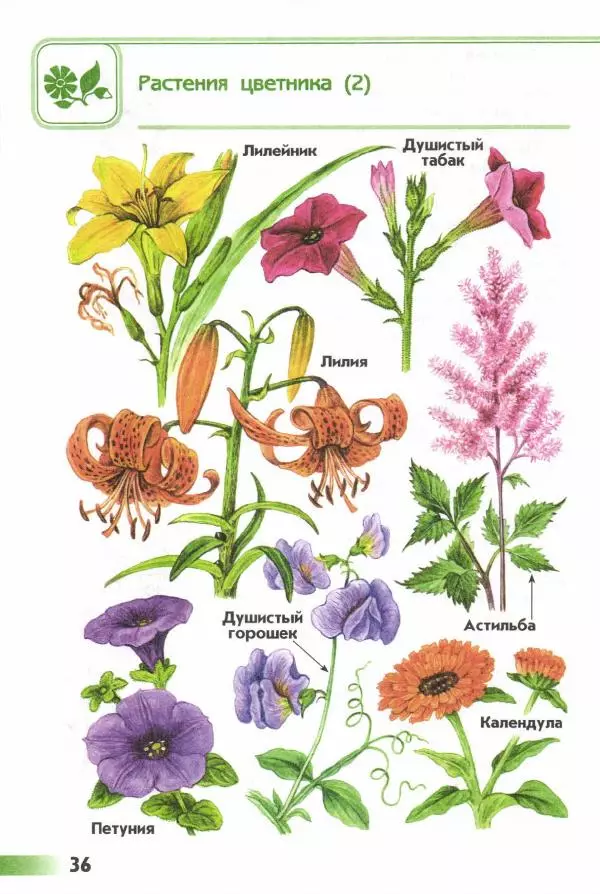 Андрей Плешаков - От земли до неба. Атлас-определитель - Страница № 38