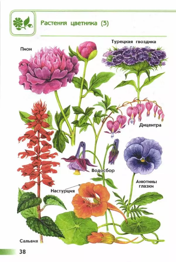 Андрей Плешаков - От земли до неба. Атлас-определитель - Страница № 40