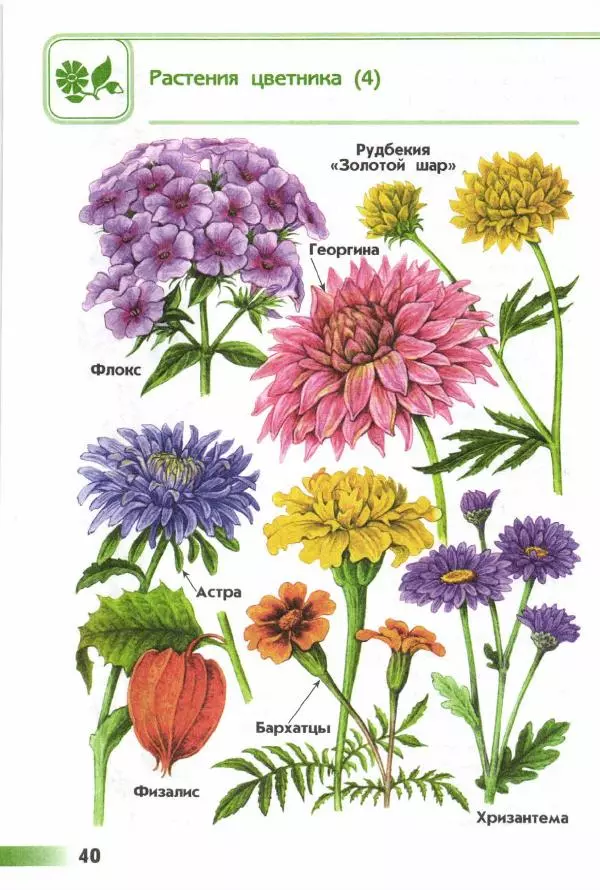 Андрей Плешаков - От земли до неба. Атлас-определитель - Страница № 42