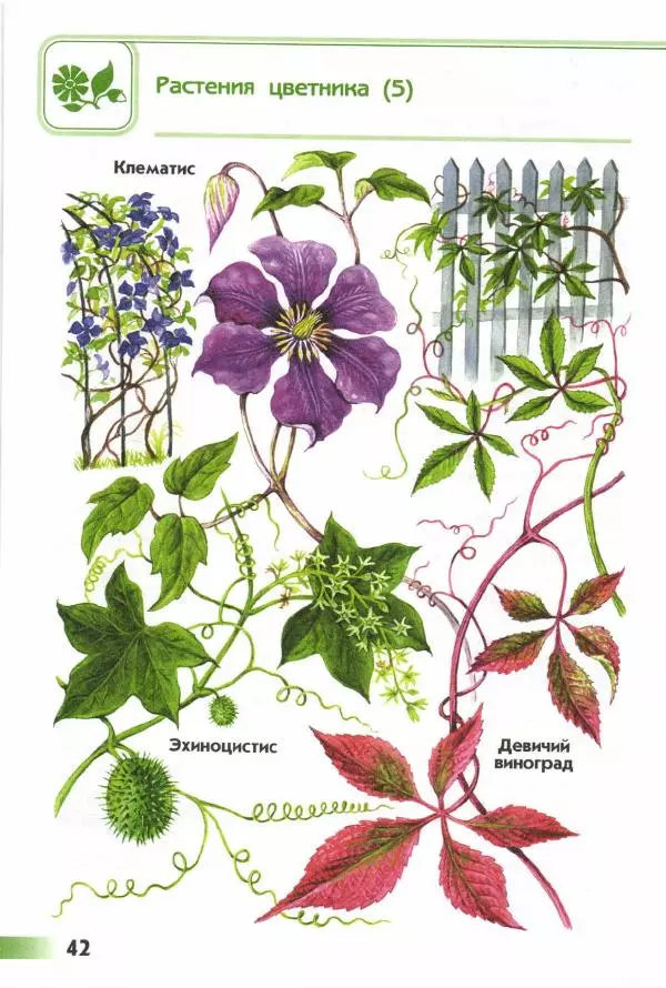 Андрей Плешаков - От земли до неба. Атлас-определитель - Страница № 44