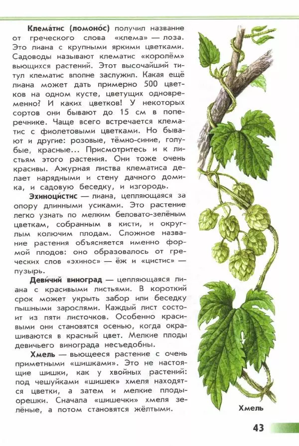 Андрей Плешаков - От земли до неба. Атлас-определитель - Страница № 45