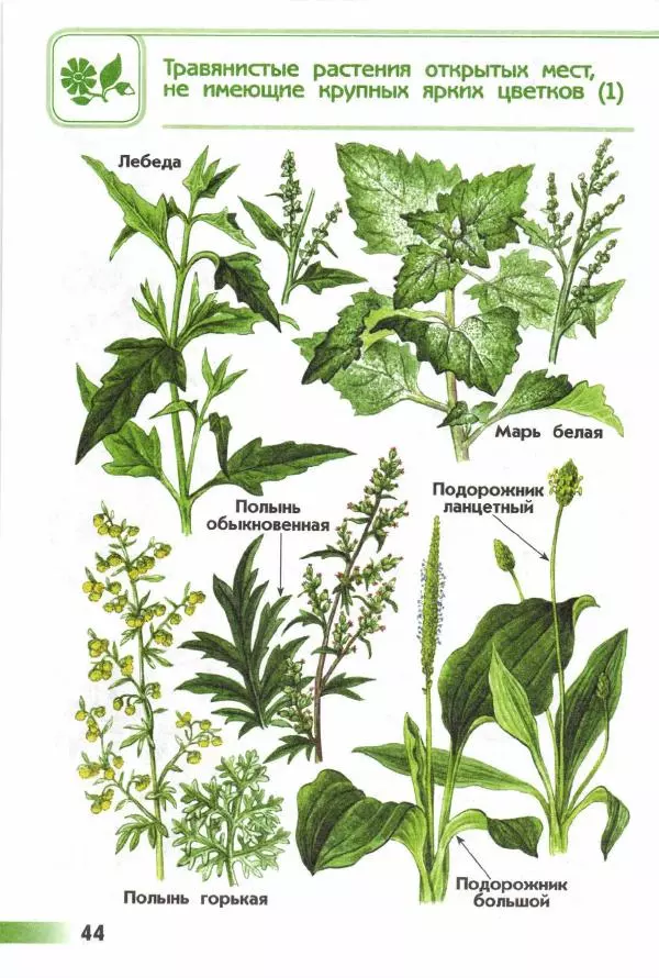 Андрей Плешаков - От земли до неба. Атлас-определитель - Страница № 46