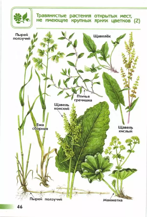 Андрей Плешаков - От земли до неба. Атлас-определитель - Страница № 48