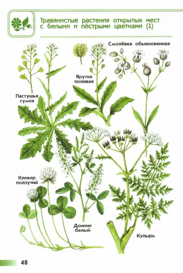 Андрей Плешаков - От земли до неба. Атлас-определитель - Страница № 50