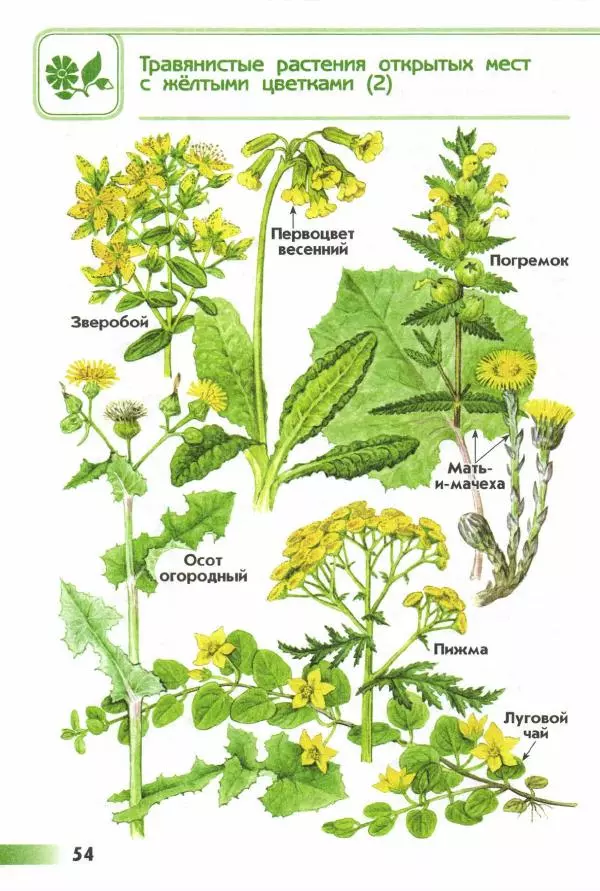 Андрей Плешаков - От земли до неба. Атлас-определитель - Страница № 56