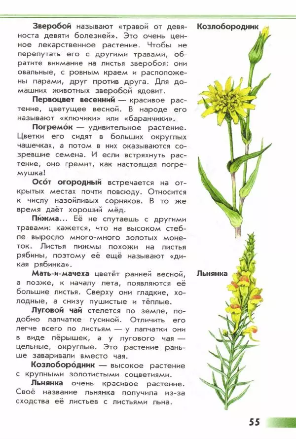 Андрей Плешаков - От земли до неба. Атлас-определитель - Страница № 57