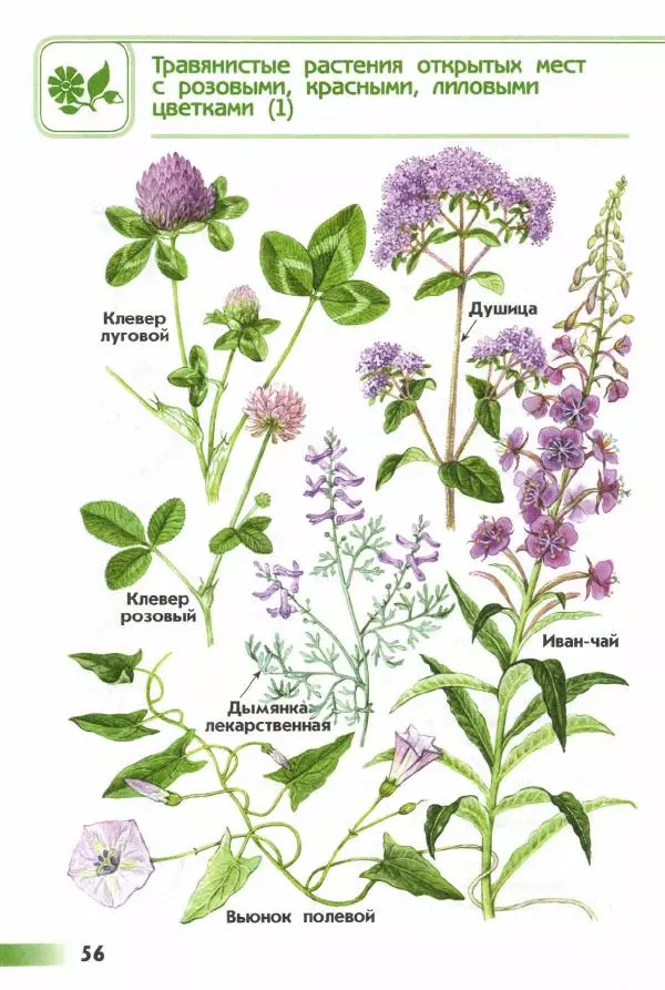 Андрей Плешаков - От земли до неба. Атлас-определитель - Страница № 58