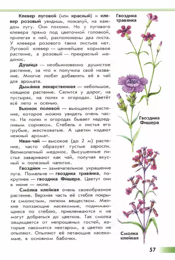 Андрей Плешаков - От земли до неба. Атлас-определитель - Страница № 59