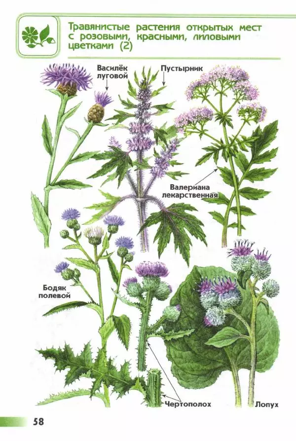 Андрей Плешаков - От земли до неба. Атлас-определитель - Страница № 60