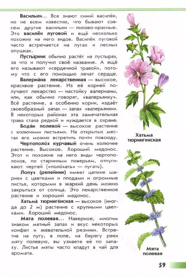 Андрей Плешаков - От земли до неба. Атлас-определитель - Страница № 61