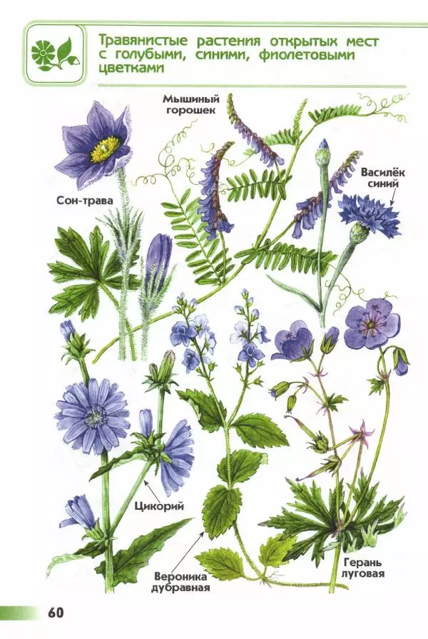 Андрей Плешаков - От земли до неба. Атлас-определитель - Страница № 62