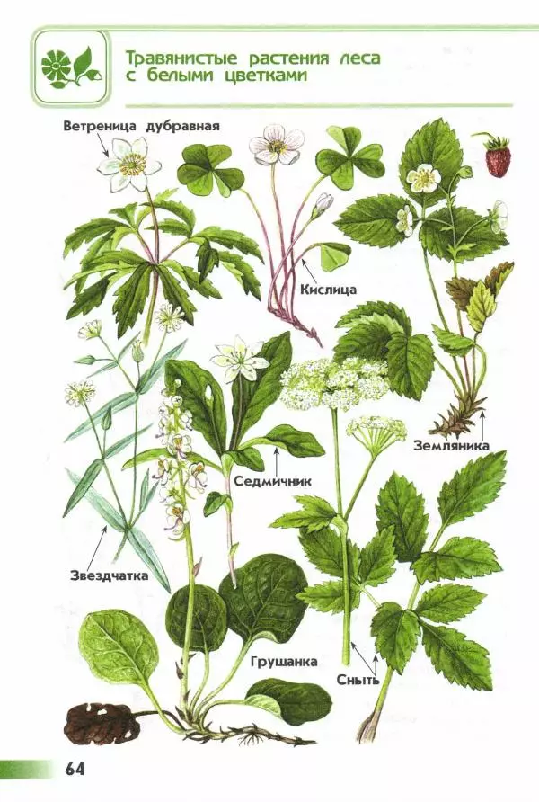 Андрей Плешаков - От земли до неба. Атлас-определитель - Страница № 66