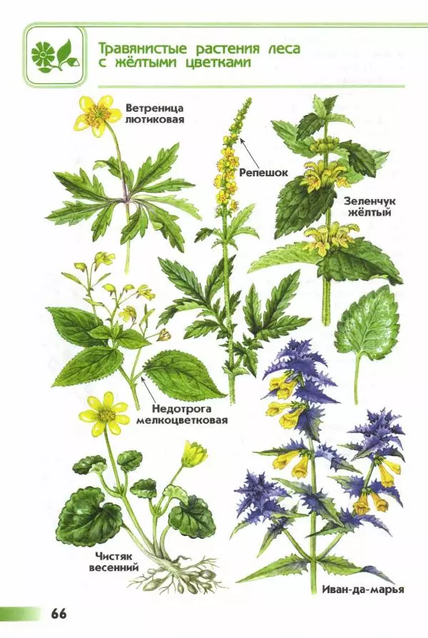 Андрей Плешаков - От земли до неба. Атлас-определитель - Страница № 68