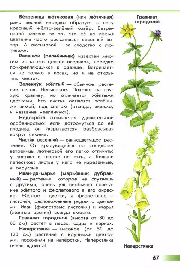 Андрей Плешаков - От земли до неба. Атлас-определитель - Страница № 69