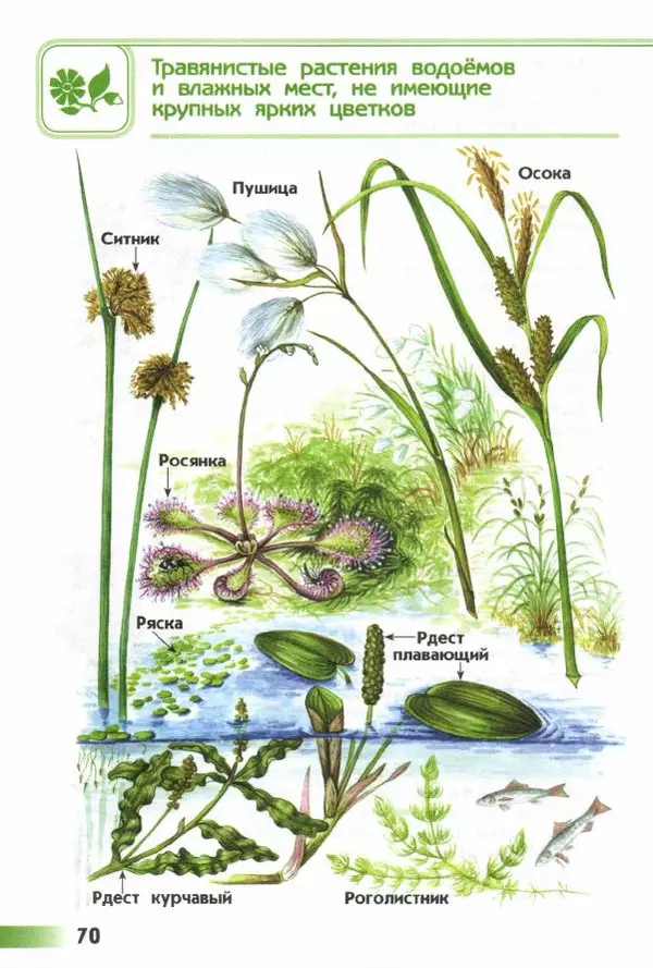Андрей Плешаков - От земли до неба. Атлас-определитель - Страница № 72