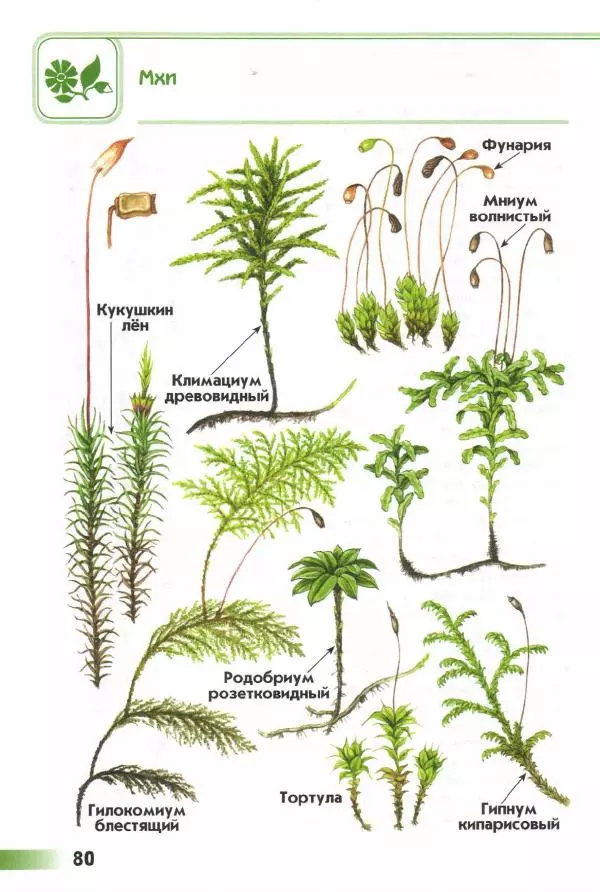 Андрей Плешаков - От земли до неба. Атлас-определитель - Страница № 82