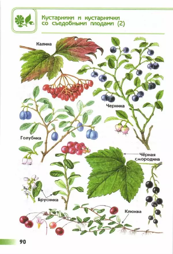 Андрей Плешаков - От земли до неба. Атлас-определитель - Страница № 92