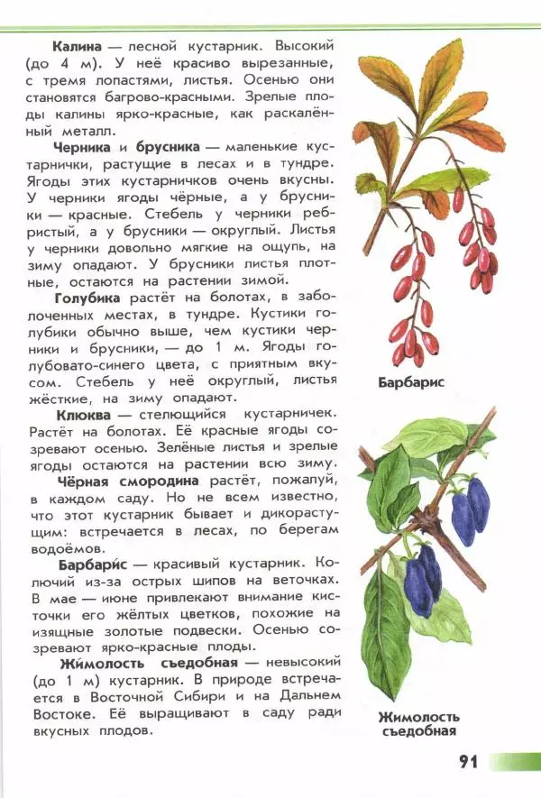 Андрей Плешаков - От земли до неба. Атлас-определитель - Страница № 93