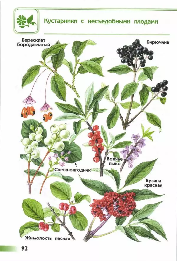 Андрей Плешаков - От земли до неба. Атлас-определитель - Страница № 94