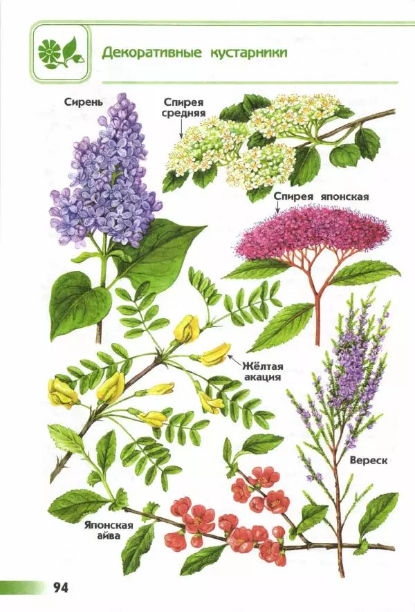 Андрей Плешаков - От земли до неба. Атлас-определитель - Страница № 96