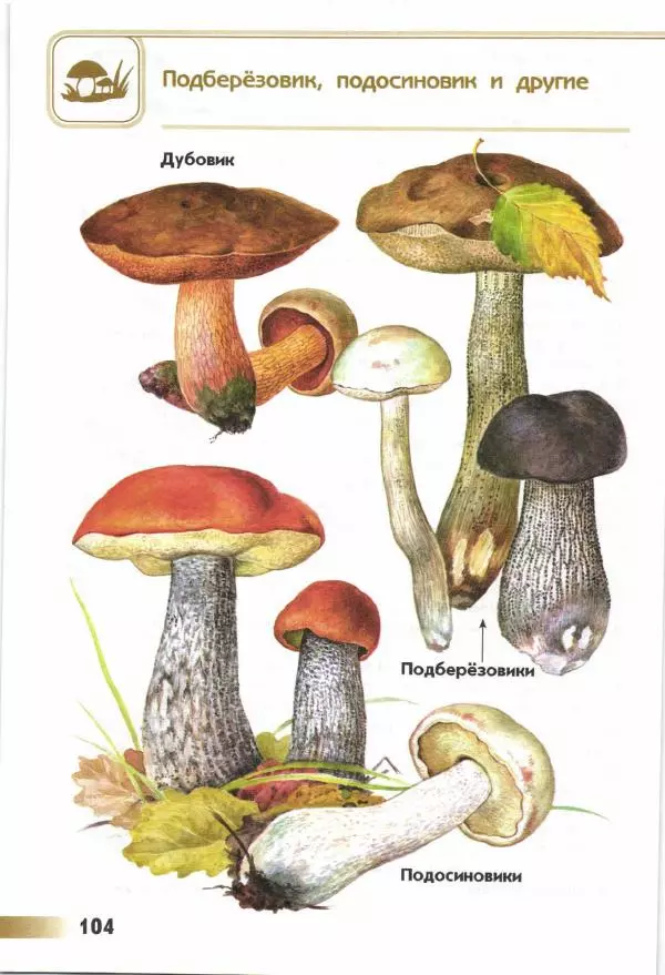 Андрей Плешаков - От земли до неба. Атлас-определитель - Страница № 106