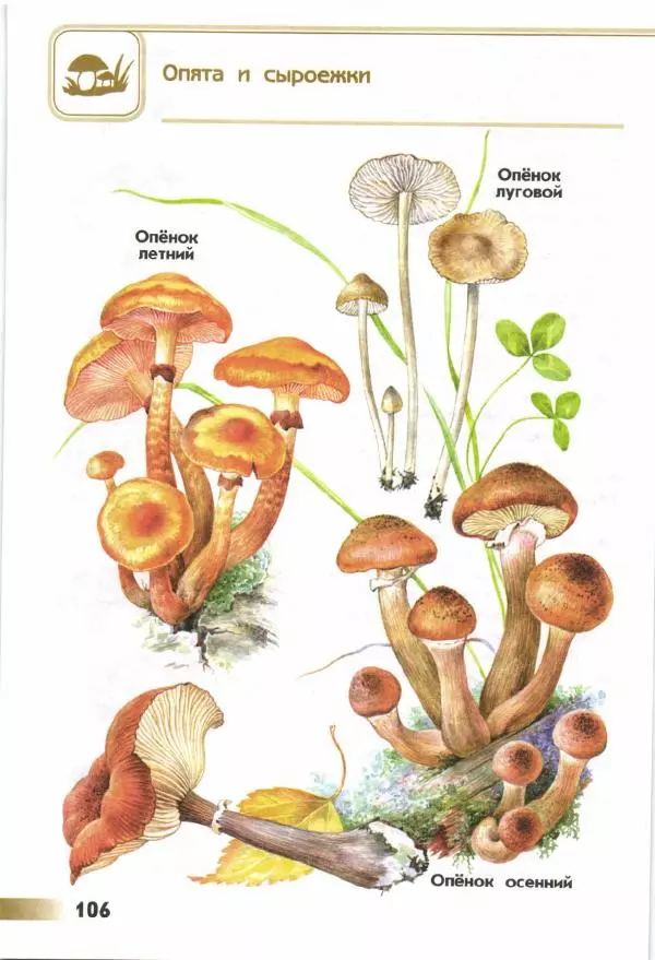 Андрей Плешаков - От земли до неба. Атлас-определитель - Страница № 108