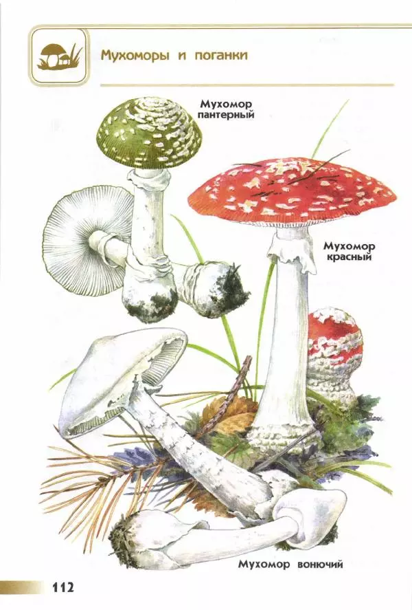 Андрей Плешаков - От земли до неба. Атлас-определитель - Страница № 114