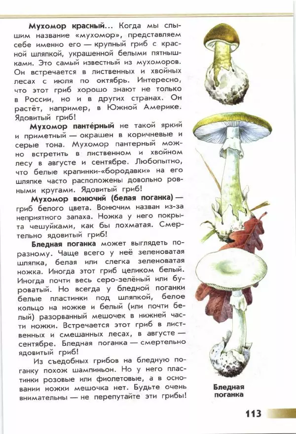 Андрей Плешаков - От земли до неба. Атлас-определитель - Страница № 115