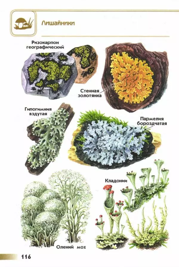 Андрей Плешаков - От земли до неба. Атлас-определитель - Страница № 118