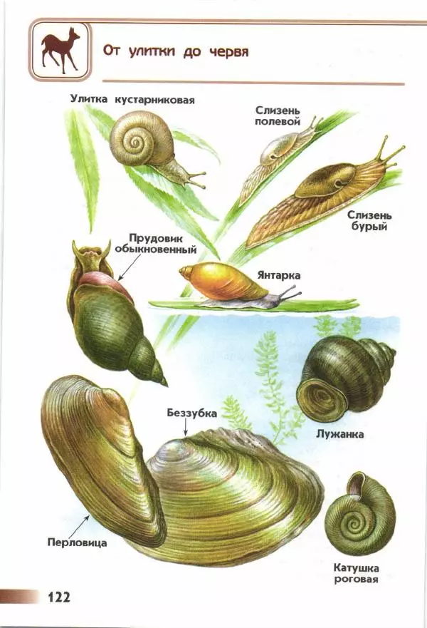 Андрей Плешаков - От земли до неба. Атлас-определитель - Страница № 124