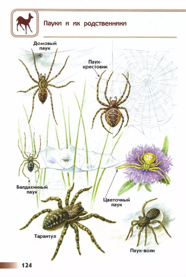 Андрей Плешаков - От земли до неба. Атлас-определитель - Страница № 126