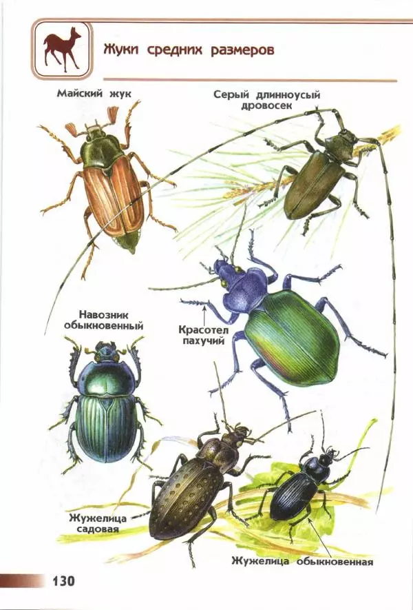 Андрей Плешаков - От земли до неба. Атлас-определитель - Страница № 132