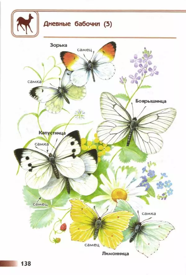 Андрей Плешаков - От земли до неба. Атлас-определитель - Страница № 140