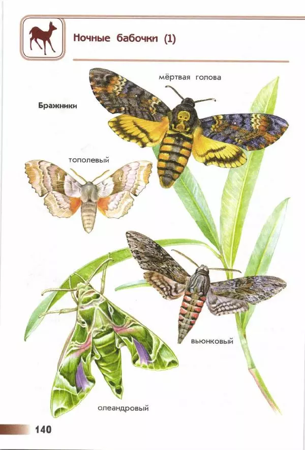 Андрей Плешаков - От земли до неба. Атлас-определитель - Страница № 142