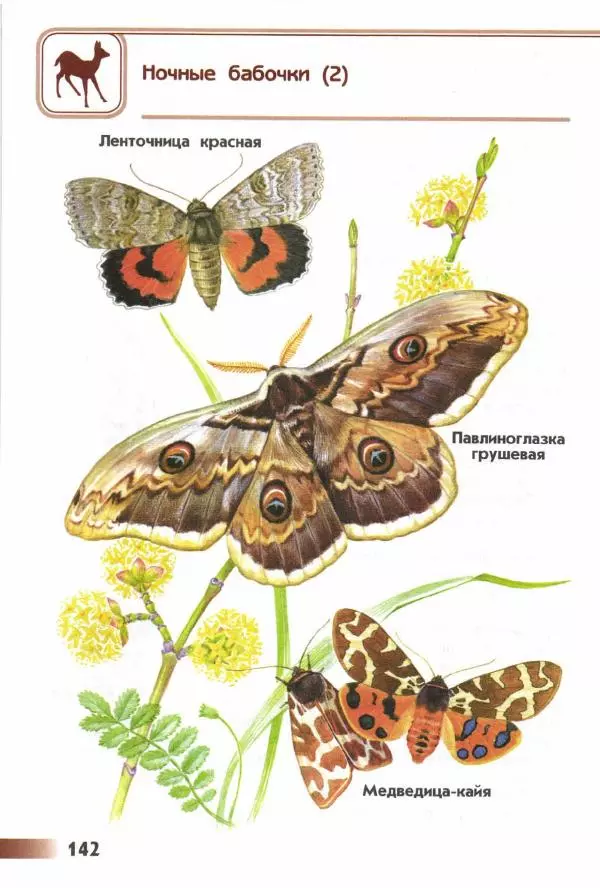 Андрей Плешаков - От земли до неба. Атлас-определитель - Страница № 144