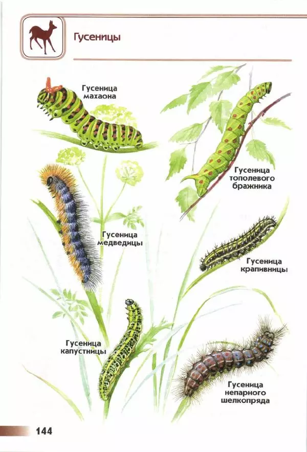 Андрей Плешаков - От земли до неба. Атлас-определитель - Страница № 146