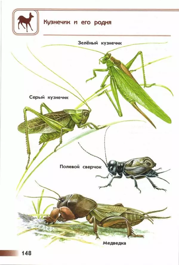 Андрей Плешаков - От земли до неба. Атлас-определитель - Страница № 150