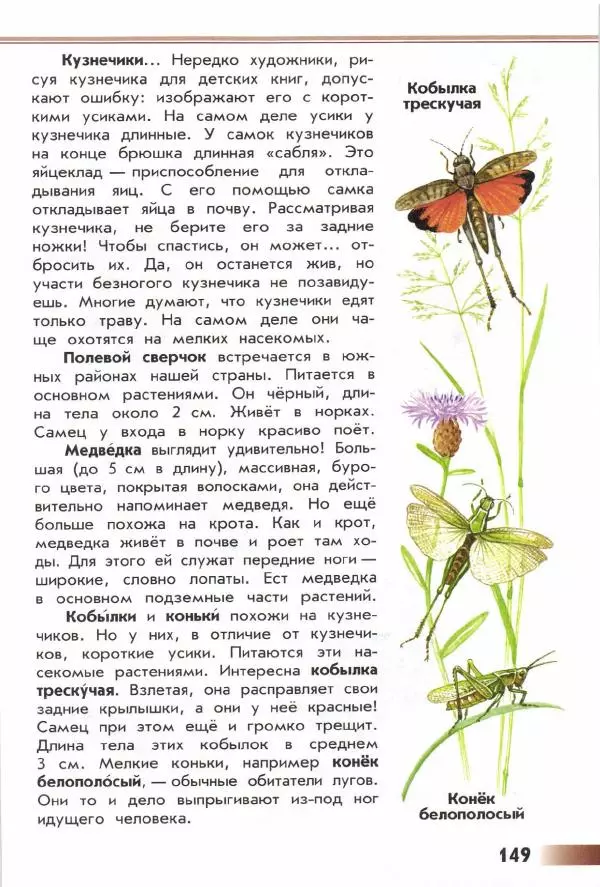 Андрей Плешаков - От земли до неба. Атлас-определитель - Страница № 151