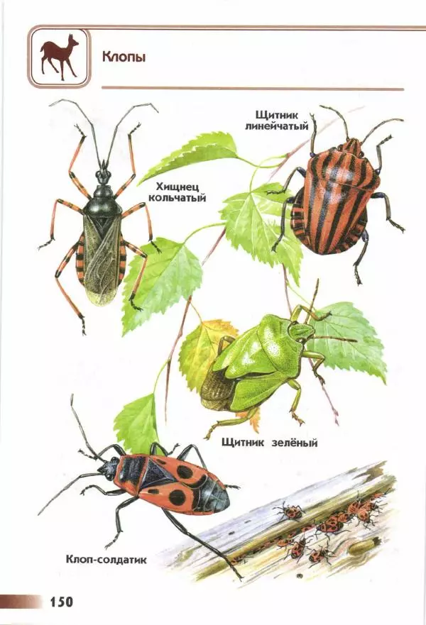 Андрей Плешаков - От земли до неба. Атлас-определитель - Страница № 152