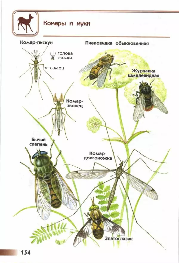 Андрей Плешаков - От земли до неба. Атлас-определитель - Страница № 156