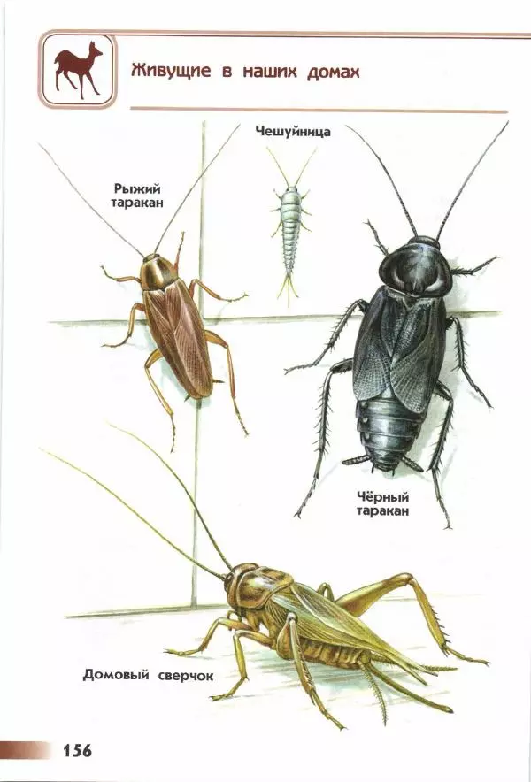 Андрей Плешаков - От земли до неба. Атлас-определитель - Страница № 158