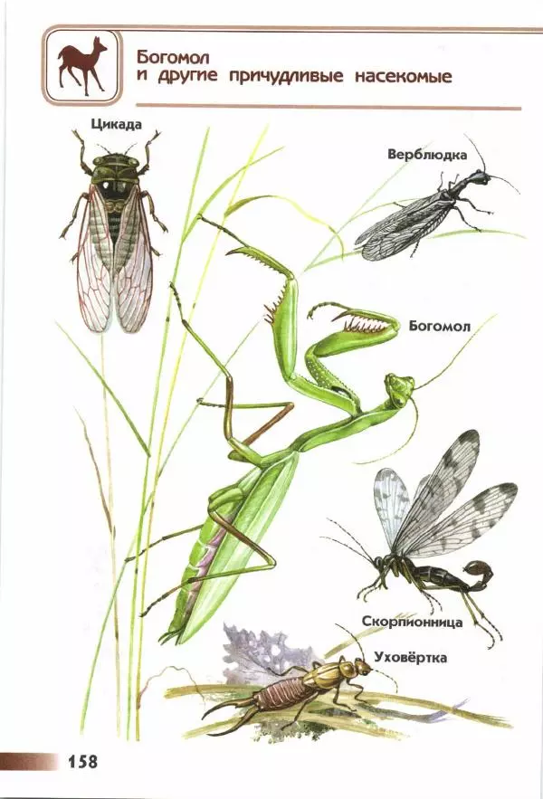 Андрей Плешаков - От земли до неба. Атлас-определитель - Страница № 160