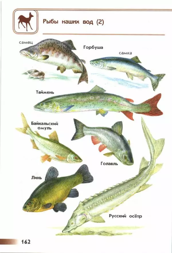 Андрей Плешаков - От земли до неба. Атлас-определитель - Страница № 164