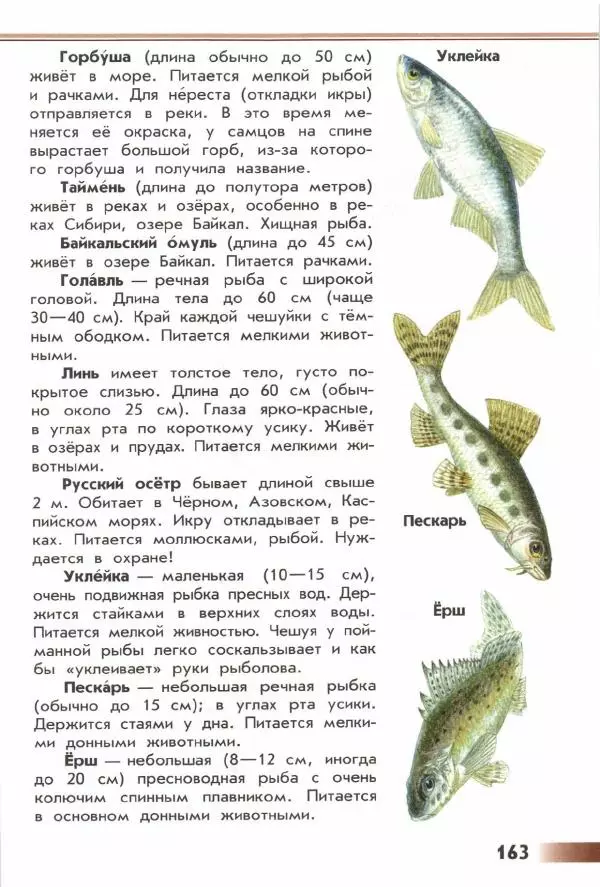 Андрей Плешаков - От земли до неба. Атлас-определитель - Страница № 165
