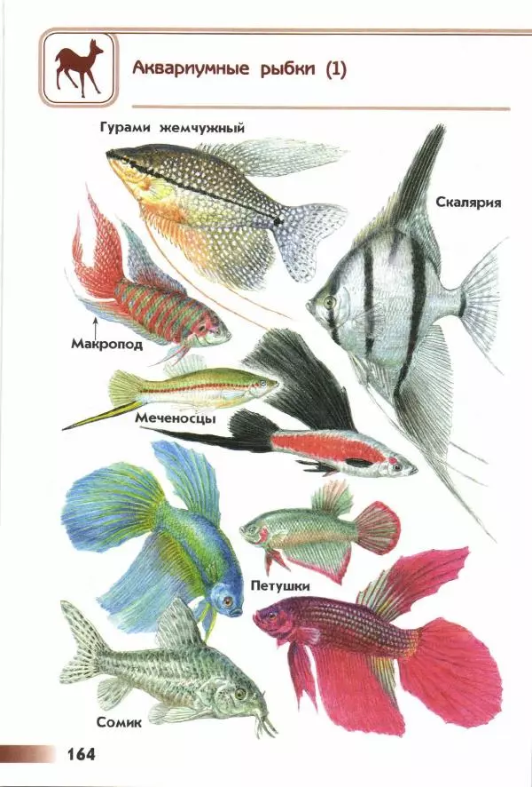 Андрей Плешаков - От земли до неба. Атлас-определитель - Страница № 166