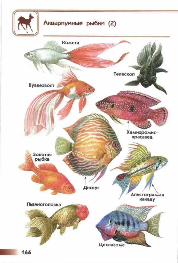 Андрей Плешаков - От земли до неба. Атлас-определитель - Страница № 168