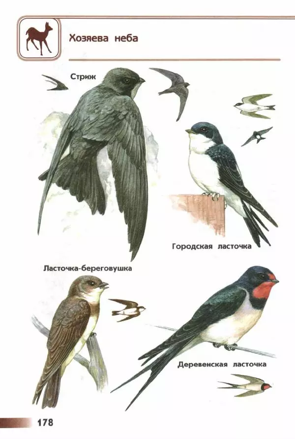Андрей Плешаков - От земли до неба. Атлас-определитель - Страница № 180